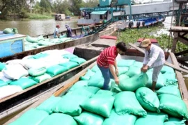 Công ty Lương thực Long An (Tổng công ty Lương thực miền Nam) mua lúa, gạo tạm trữ. (Ảnh: Đình Huệ/TTXVN).