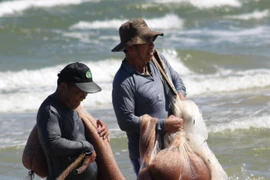 Từ ngày 25/11 đến nay, ngư dân tỉnh Quảng Trị khai thác được lượng lớn ruốc (hay còn gọi là moi) gần bờ biển. (Ảnh: Nguyên Lý/TTXVN)