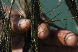 Ahuautle, được gọi là "trứng cá muối Mexico," được thu hoạch từ lá thông ở hồ Texcoco, gần thành phố Mexico. (Nguồn: chicago.suntimes.com)