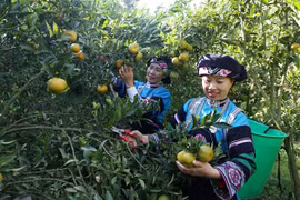Niềm vui của đồng bào dân tộc Bố Y, xã Lao Chải, thị trấn Mường Khương, thu hoạch quýt được mùa, được giá. (Ảnh: Quốc Khánh/TTXVN)