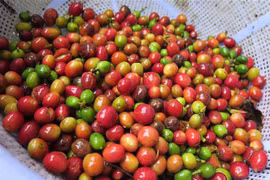 Trong nhóm hàng nông thủy sản là nhóm hàng có cơ cấu khá tương đồng với cơ cấu hàng của Thái Lan, Việt Nam vẫn có thế mạnh xuất khẩu như càphê, hạt điều... (Ảnh: Dư Toán/TTXVN)