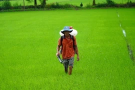 Nông dân xã Vĩnh Hòa Hưng Bắc (Gò Quao, Kiên Giang) bón phân cho lúa Thu Đông. (Ảnh: Văn Sĩ/TTXVN)