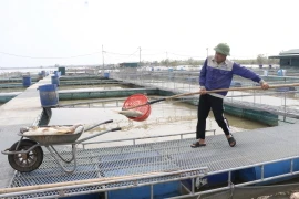 Sau bão, nguồn nước bị ô nhiễm khiến lượng lớn cá lồng bị ngạt chết, người nuôi phải vớt cả bỏ đi. (Ảnh: Đỗ Huyền/TTXVN)