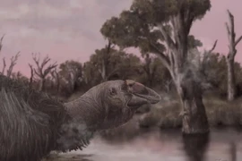 Chim sấm Genyornis newtoni đã tuyệt chủng hơn 40.000 năm trước. (Nguồn: BBC)