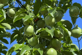 Phát triển ồ ạt, thủ phủ chanh leo Gia Lai đứng trước nguy cơ "vỡ trận" 