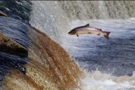 Một con cá hồi bơi ngược dòng để đẻ trứng trên sông Tyne ở Northumberland. (Nguồn: PA)