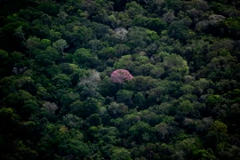 Rừng nhiệt đới Amazon tại bang Amazonas, Brazil. (Ảnh: AFP/TTXVN)