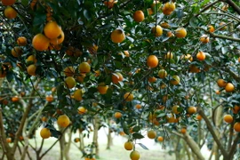 Cam Cao Phong đang vào mùa thu hoạch với những chùm quả vàng ươm trĩu cành. (Ảnh: Trọng Đạt/TTXVN)