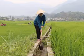 Nông dân xã Mường Than, huyện Than Uyên tận dụng mọi nguồn nước giúp lúa sinh trưởng tốt. (Ảnh: Nguyễn Oanh/TTXVN)