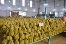 Thu hoạch sầu riêng tại tỉnh Đắk Lắk. (Ảnh: Hoài Thu/TTXVN)