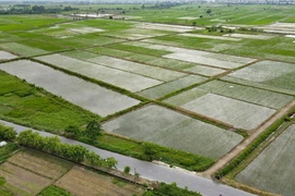 Diện tích lúa mùa tại xã Trung An (huyện Vũ Thư) bị ngập sâu. (Ảnh: Vũ Quang/TTXVN)