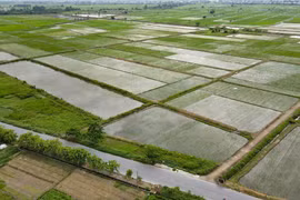 Diện tích lúa mùa tại xã Trung An (huyện Vũ Thư) bị ngập sâu. (Ảnh: Vũ Quang/TTXVN)