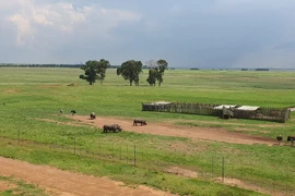 Những chú tê giác đã được cưa sừng với mục đích bảo vệ khỏi bị săn trộm, được thả rông tại khu dừng nghỉ trên Quốc lộ N4 thuộc tỉnh Mpumalanga, Nam Phi. Ảnh: Hồng Minh/TTXVN)