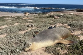 Các nhà khoa học gắn camera và cảm biến vào những mảnh neoprene nhỏ mà họ dán vào lưng sư tử biển. (Ảnh: washingtonpost)