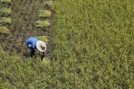 Nông dân gặt lúa trên cánh đồng tại tỉnh Ayutthaya, Thái Lan. (Ảnh: AFP/TTXVN)