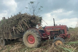 Nhờ sử dụng xe cơ giới chuyên chở mía nên nông dân thuận lợi khi thu hoạch mía. (Ảnh: Tường Quân/TTXVN)