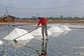 Diêm dân ở làng nghề làm muối Tân Thuận vào mùa thu hoạch muối và thời gian này kéo dài khoảng 3 tháng. (Ảnh: Huỳnh Anh/TTXVN)