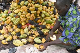 Nông dân thu hoạch ca cao tại Sinfra, Côte d'Ivoire. (Ảnh: AFP/TTXVN)