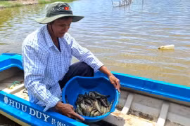 So với mô hình nuôi truyền thống thì nuôi tôm theo chuẩn BAP không chỉ giúp người nông dân nâng cao thu nhập mà đầu ra cho con tôm luôn được đảm bảo. (Ảnh: Huỳnh Anh/TTXVN)