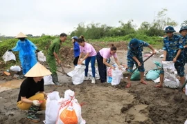 Lực lượng chức năng cùng người dân xã Đại Áng (huyện Thanh Trì, Hà Nội) chuẩn bị gần 10.000 bao tải cát, đóng cọc để gia cố đê tả sông Nhuệ đoạn qua Trạm bơm Hòa Bình. (Ảnh: TTXVN phát)