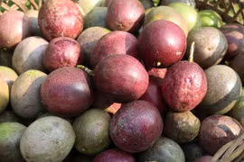 Quả chanh dây Việt Nam. (Ảnh: Quốc Khánh/TTXVN)