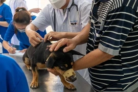 Lực lượng thú y tiêm phòng dại cho chó. (Ảnh: Thanh Bình/TTXVN)