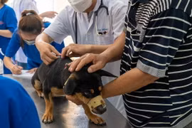Lực lượng thú y tiêm phòng dại cho chó. (Ảnh: Thanh Bình/TTXVN)