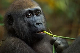 Thức ăn của khỉ đột chủ yếu là thân cây, măng tre, trái cây và một số cây thuốc. (Nguồn: Getty Images)