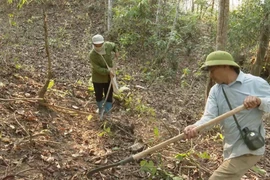 Phát quang thực bì làm đường băng cản lửa nhằm phòng, chống cháy rừng. (Ảnh: Quý Trung/TTXVN)