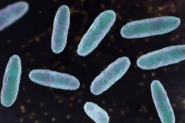 Hình minh họa về vi khuẩn Klebsiella oxytoca. (Ảnh: Getty Images)