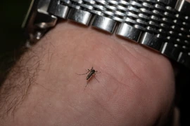 Pháp ghi nhận số ca mắc sốt xuất huyết nhập cảnh cao kỷ lục