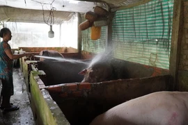 Bà Thị Son, xã Thạnh Bình, huyện Giồng Riềng, chăm sóc đàn lợn của gia đình. (Ảnh: Văn Sĩ/TTXVN)