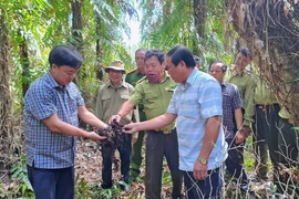 Chủ tịch UBND tỉnh Cà Mau Huỳnh Quốc Việt (bìa trái) cùng các đơn vị, các chủ rừng kiểm tra độ ẩm của lớp thực bì dưới tán rừng U Minh Hạ. (Ảnh: Huỳnh Anh/TTXVN)