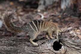 Numbat - loài thú ăn mối có túi đang bị đe dọa bởi tình trạng Trái đất ấm lên. (Ảnh: Tạp chí Sinh học Thực nghiệm Australia) 