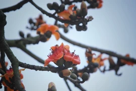 [Photo] Cây gạo miếu Bà Cô - điểm di tích văn hóa của Bắc Giang