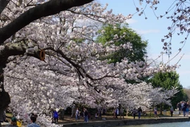 Những ngày hoa nở rộ có rất đông du khách đến ngắm hoa và đi dạo quanh hồ. 