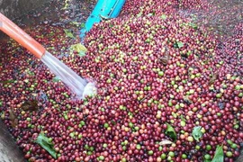 Càphê được rửa sạch, loại bỏ bụi bẩn, tạp chất trước khi đưa vào sơ chế. (Ảnh: Hưng Thịnh/TTXVN)