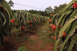 Bình Thuận hiện được xem là thủ phủ thanh long của cả nước. (Ảnh: Hoàng Nhị/TTXVN)