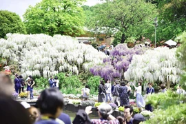 Rất đông du khách đến ngắm hoa Tử Đằng.