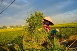 Nông dân thu hoạch lúa. (Ảnh: Lê Minh Sơn/Vietnam+)