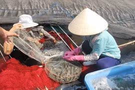 BR-VT phát triển các vùng sản xuất nông nghiệp ứng dụng công nghệ cao