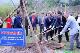 Giao lưu văn hóa gắn kết tình hữu nghị Việt Nam-Nhật Bản 