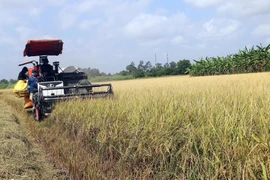 Thị trường nông sản tuần qua: Giá lúa vẫn duy trì ở mức cao