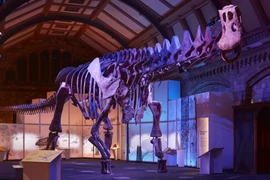Bản sao bộ xương hóa thạch của loài khủng long khổng lồ đến Anh