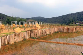 Kon Tum: Kon Plông lập Tổ công tác đặc biệt xử lý vi phạm về đất đai
