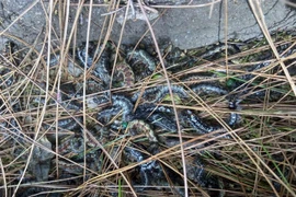 Sâu róm phá hoại hàng nghìn ha rừng thông tại tỉnh Hà Tĩnh