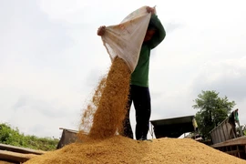 Giá lúa ở khu vực Đồng bằng sông Cửu Long giảm ở một số loại