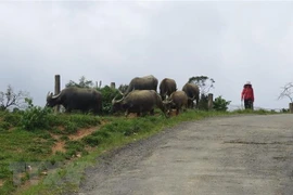 Kon Tum: Tiếp tục xảy ra động đất có độ lớn 3,6 ở huyện Kon Plông 