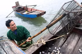 Hà Tĩnh: Làm rõ nguyên nhân ngao, hàu chết hàng loạt ở các địa phương