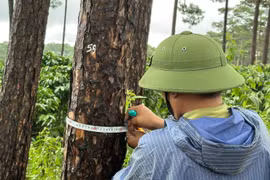 Lâm Đồng: Liên tục xảy ra các vụ đầu độc, cưa hạ rừng thông trái phép